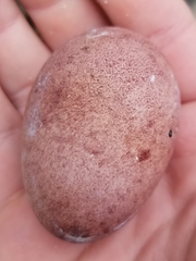 Phaethon lepturus catesbyi