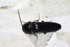 Elaterinae