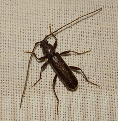 Haplidus testaceus