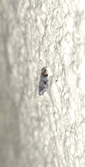 Cixiosoma bonaerense