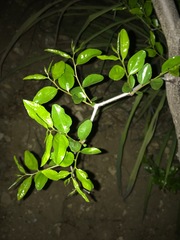 Angiospermae