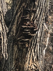 Inonotus munzii