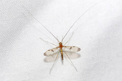 Macrocera phalerata