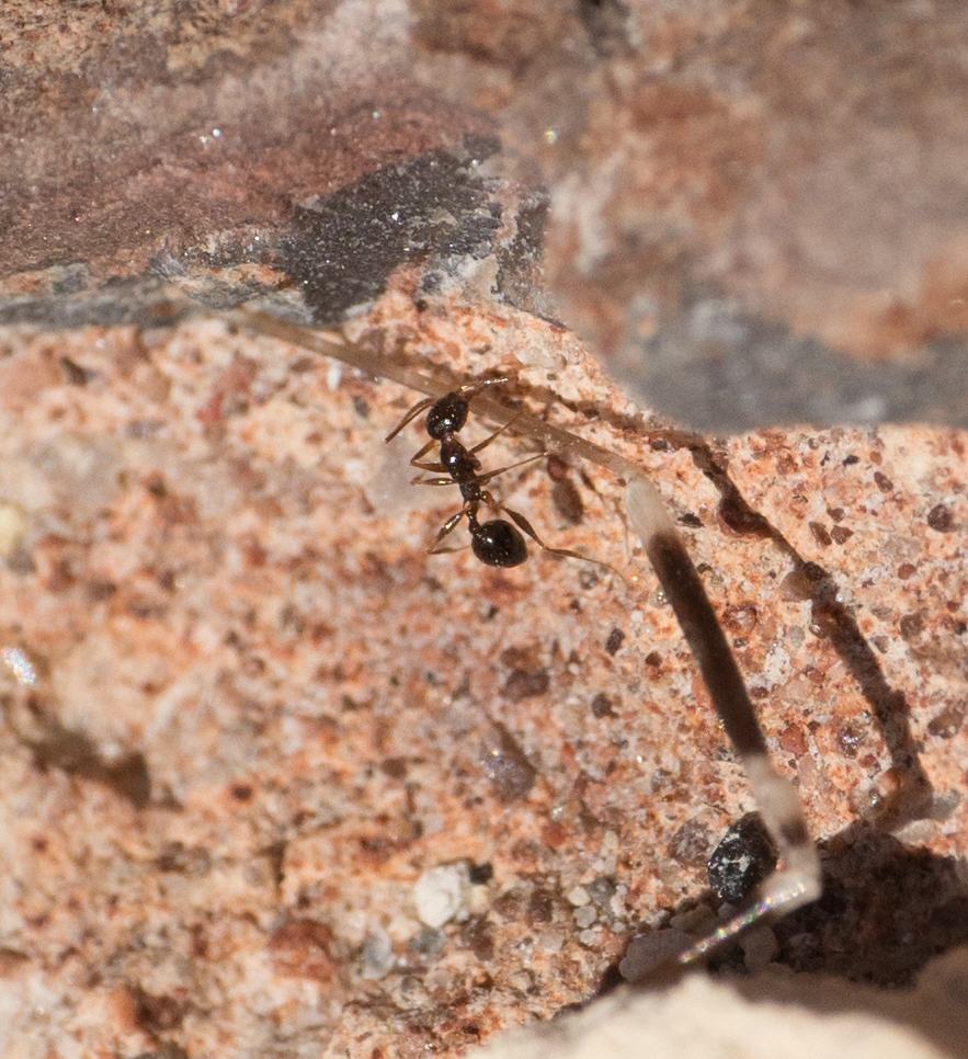 Pheidole clydei