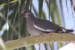 Zenaida asiatica