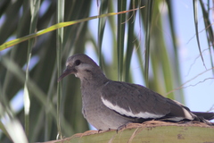 Zenaida asiatica
