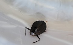 Dineutus ciliatus