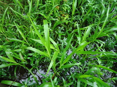 Panicum hemitomon
