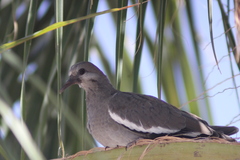 Zenaida asiatica
