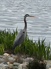Ardea herodias