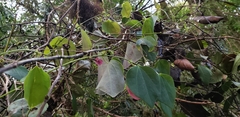 Passiflora membranacea