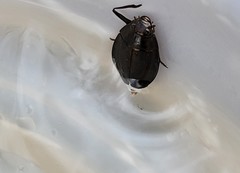 Dineutus ciliatus