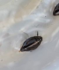 Dineutus ciliatus