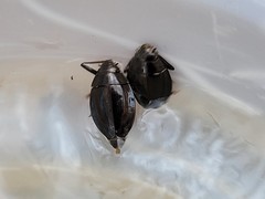 Dineutus ciliatus