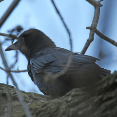Corvus brachyrhynchos
