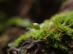 Orthotrichum pulchellum