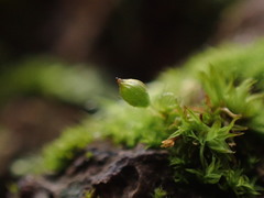 Orthotrichum pulchellum