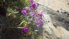 Matthiola incana incana