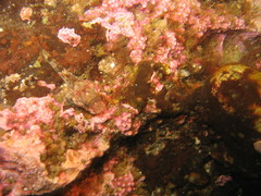 Myoxocephalus aenaeus