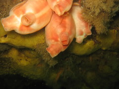 Halocynthia pyriformis