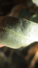 Matthiola incana incana