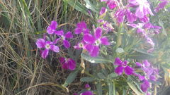Matthiola incana incana