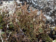 Cladonia crispata