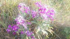 Matthiola incana incana