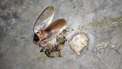 Blaberinae