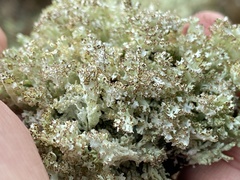 Cladonia boryi