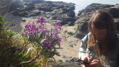 Matthiola incana incana