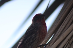 Haemorhous mexicanus