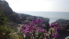 Matthiola incana incana