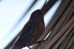 Haemorhous mexicanus