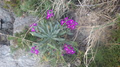 Matthiola incana incana