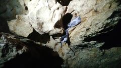 Pseudelaphe phaescens