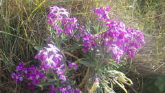 Matthiola incana incana