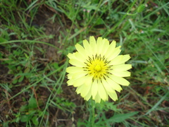 Pyrrhopappus pauciflorus