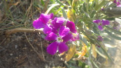 Matthiola incana incana