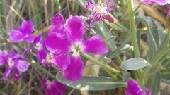 Matthiola incana incana