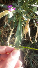 Matthiola incana incana