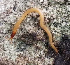 Mecistocephalus maxillaris