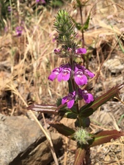 Collinsia tinctoria