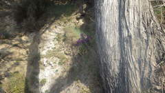 Matthiola incana incana