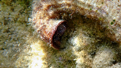 Thylacodes arenarius