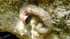 Thylacodes arenarius