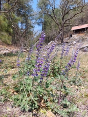 Lupinus caballoanus