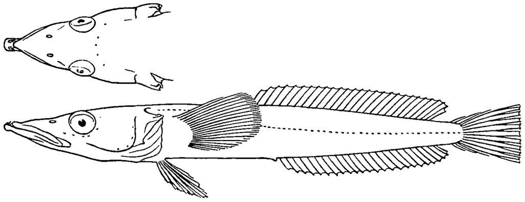 Ploughfish