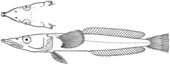 Ploughfish photo 1