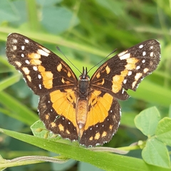 Chlosyne lacinia